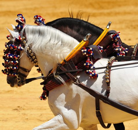 Andalusian horses, Andalucia, Spain